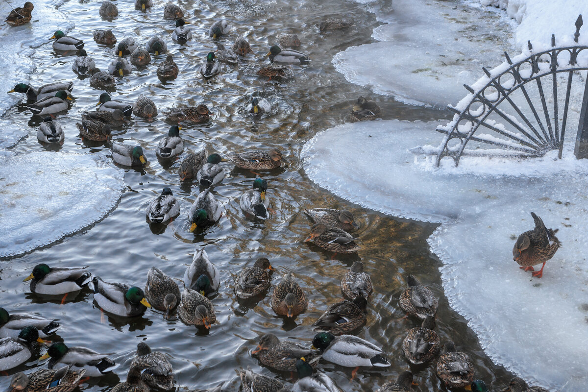Про Питер - Владимир Колесников