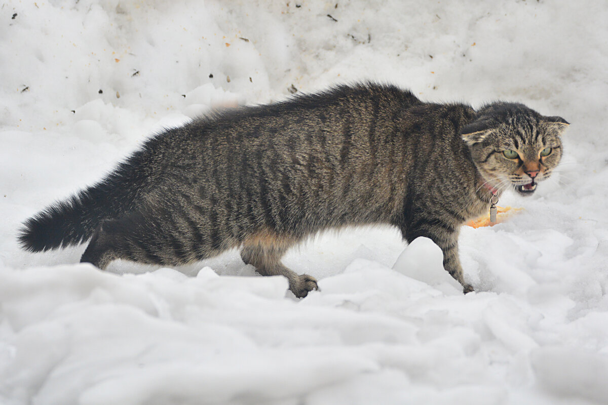 эмоции - леонид логинов эмоции - леонид логинов