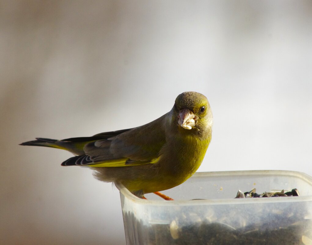 Зеленушка... - Юрий Куликов Зеленушка... - Юрий Куликов