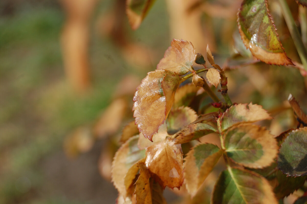 Утро - Insanus Jackal Утро - Insanus Jackal