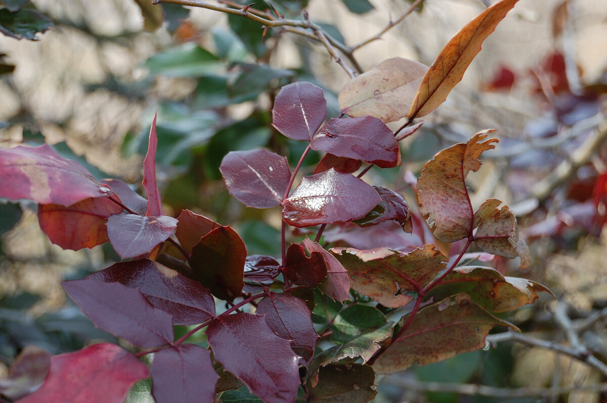 Цвета природы - Insanus Jackal