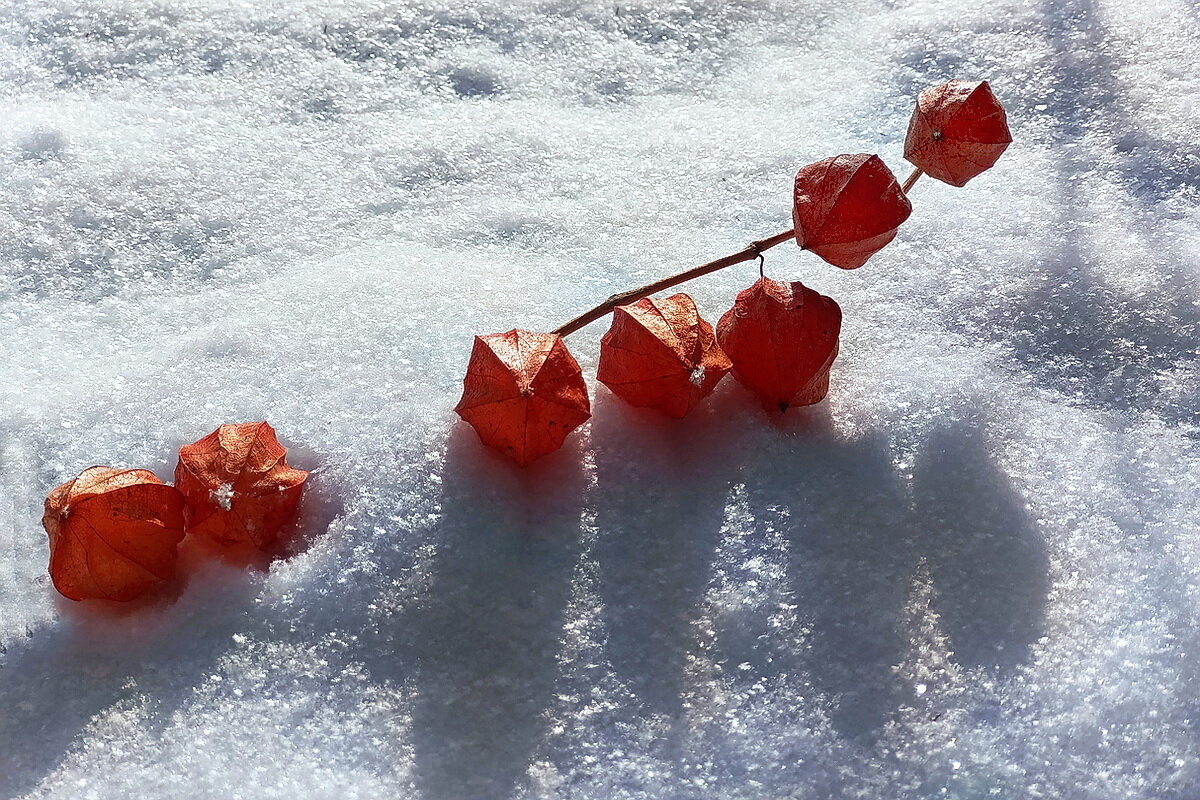 В саду... - Владимир Шошин В саду... - Владимир Шошин