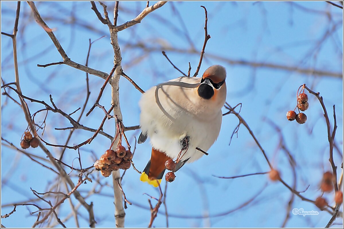 Свиристель... - Aquarius - Сергей Свиристель... - Aquarius - Сергей