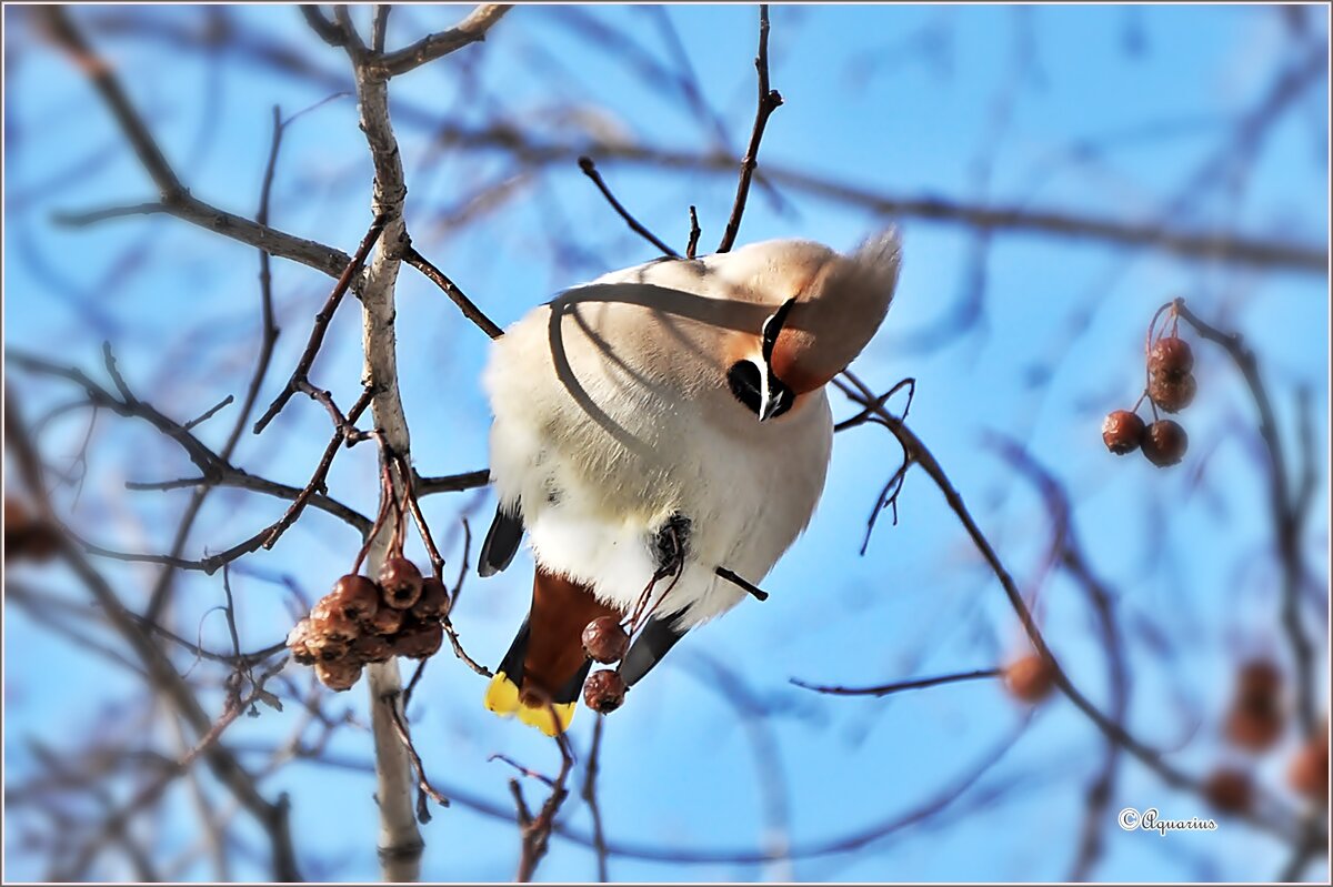 Свиристель... - Aquarius - Сергей Свиристель... - Aquarius - Сергей