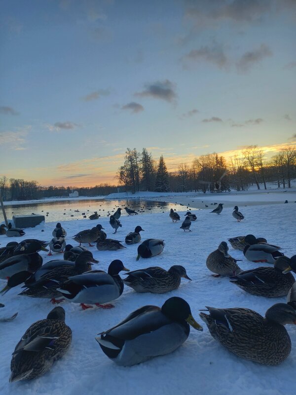 Утки - Сапсан 