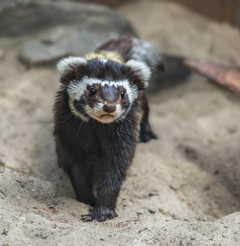 Перевязка - SanSan 