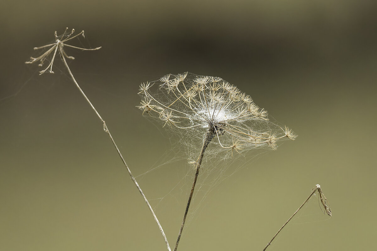 *** - Alexander Amromin