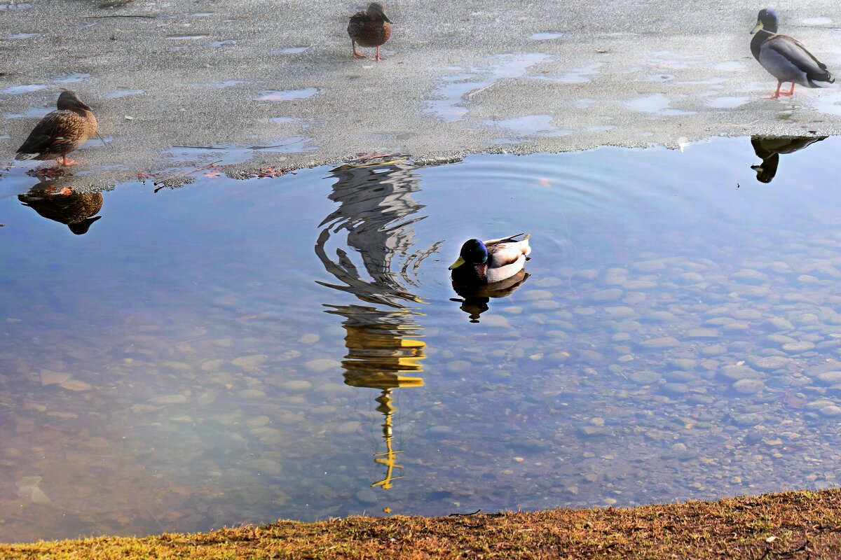 По водной глади звон плывёт. - Татьяна Помогалова По водной глади звон плывёт. - Татьяна Помогалова