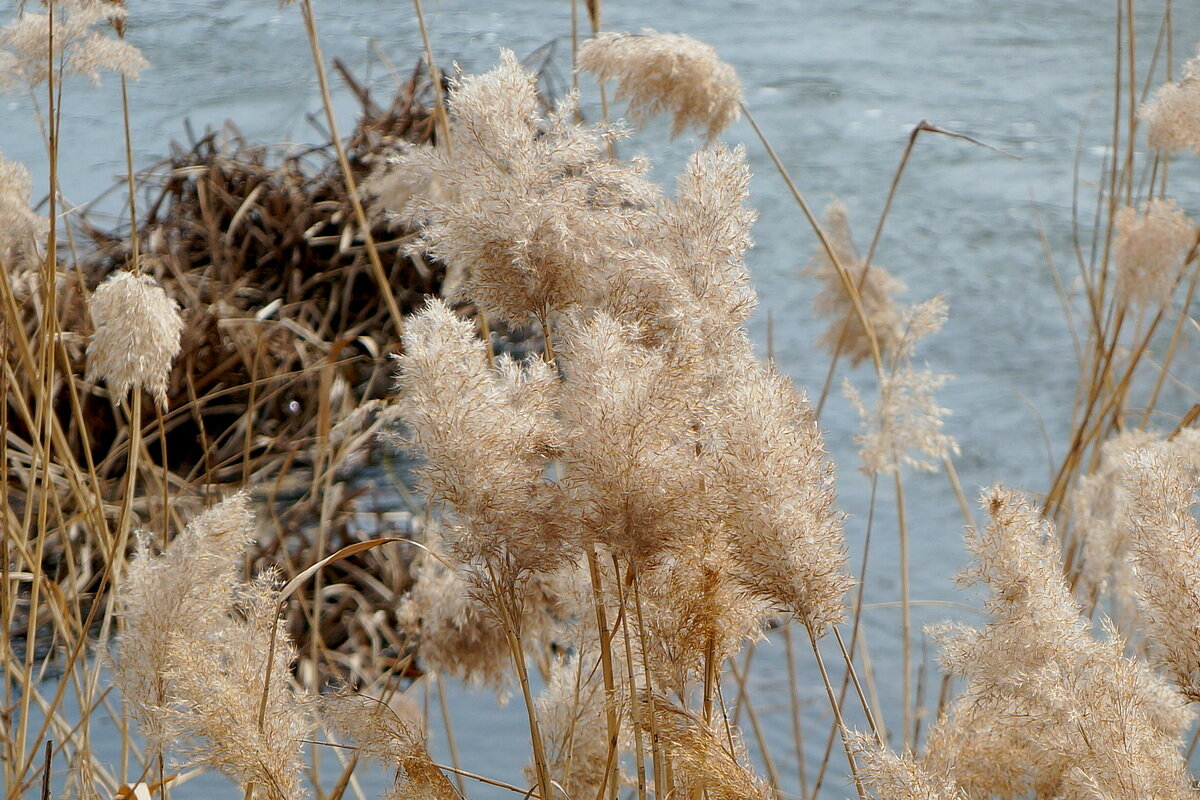 Кружева - Сеня Белгородский Кружева - Сеня Белгородский