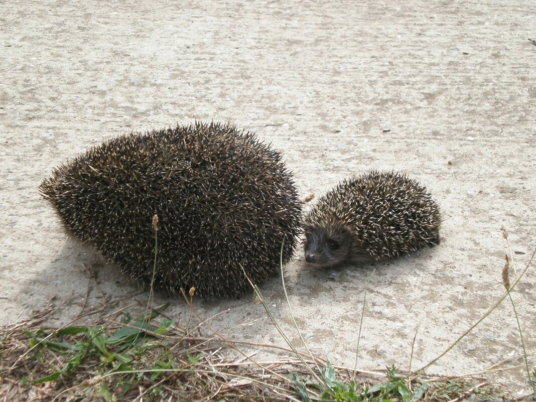 Мамин хвостик - Роман Савоцкий