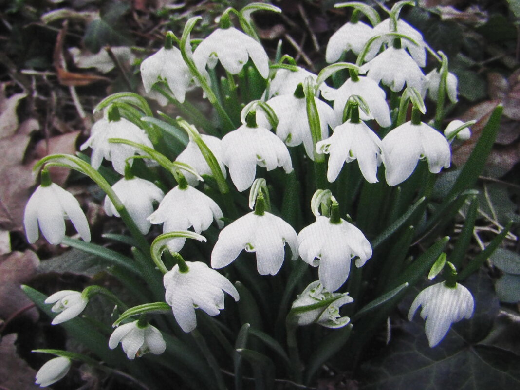 Подснежники - Людмила Смородинская Подснежники - Людмила Смородинская
