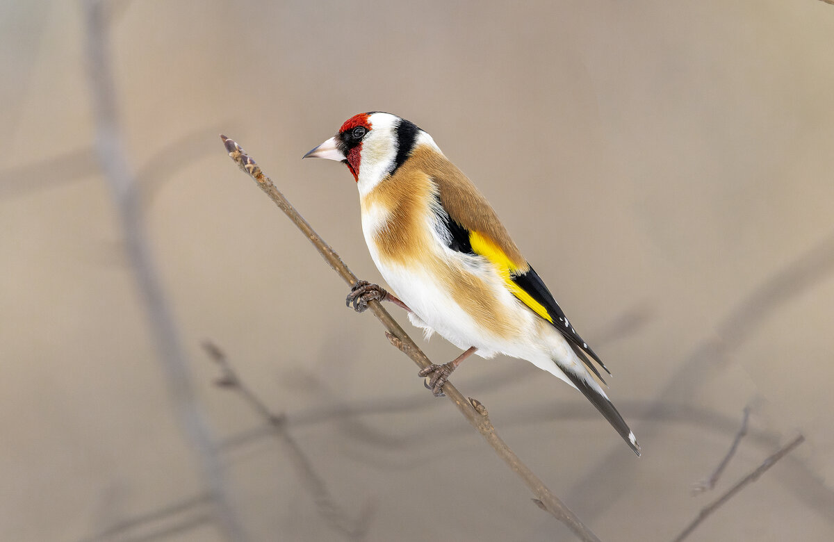 цегол. - юрий макаров