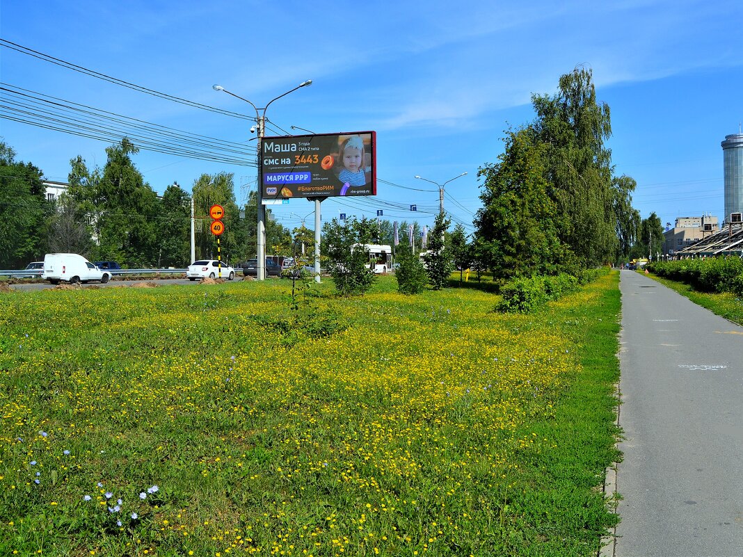 Чебоксары. Цветёт козлобородник луговой вдоль проспекта Ивана Яковлева. - Пётр Чернега Чебоксары. Цветёт козлобородник луговой вдоль проспекта Ивана Яковлева. - Пётр Чернега