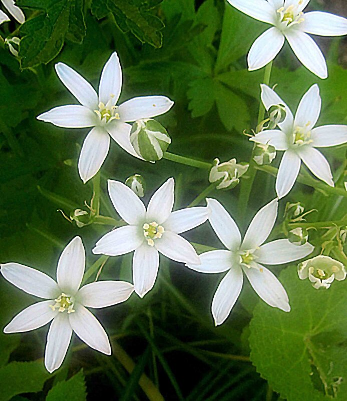 Весенний интерьер - Елена Семигина