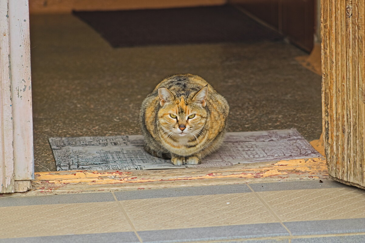 При входе вытирайте ноги ,это я вам говорю молодые люди!!! - Giant Tao / При входе вытирайте ноги ,это я вам говорю молодые люди!!! - Giant Tao /