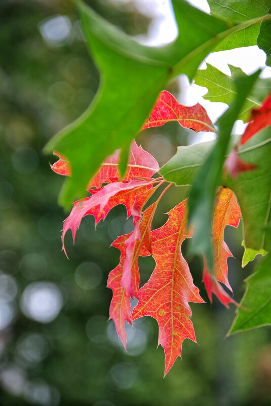 ... цветовые контрасты осени... - Руслан ... цветовые контрасты осени... - Руслан