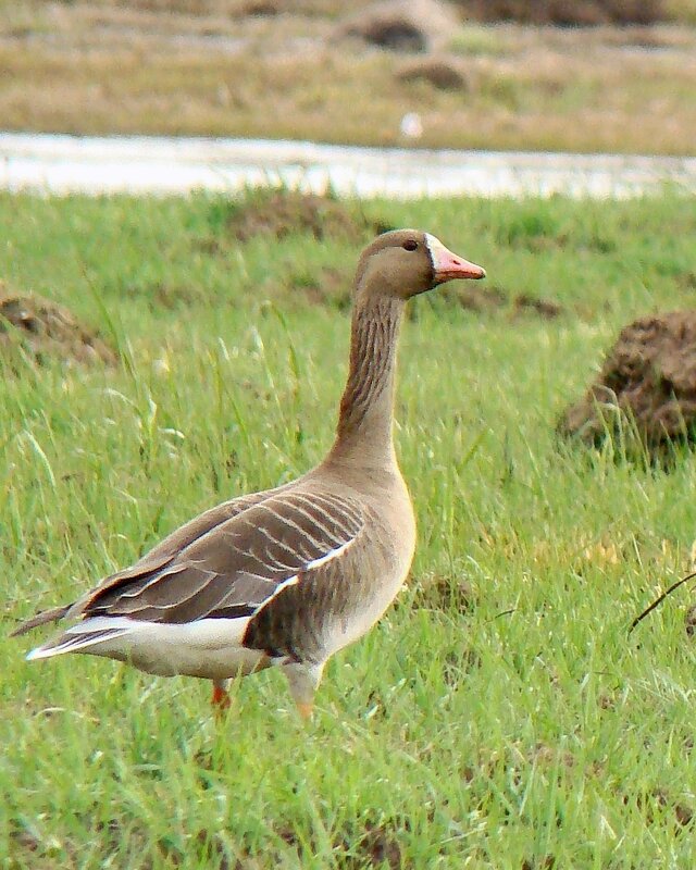 белолобый гусь на весеннем пролете - gawrilа - dan белолобый гусь на весеннем пролете - gawrilа - dan