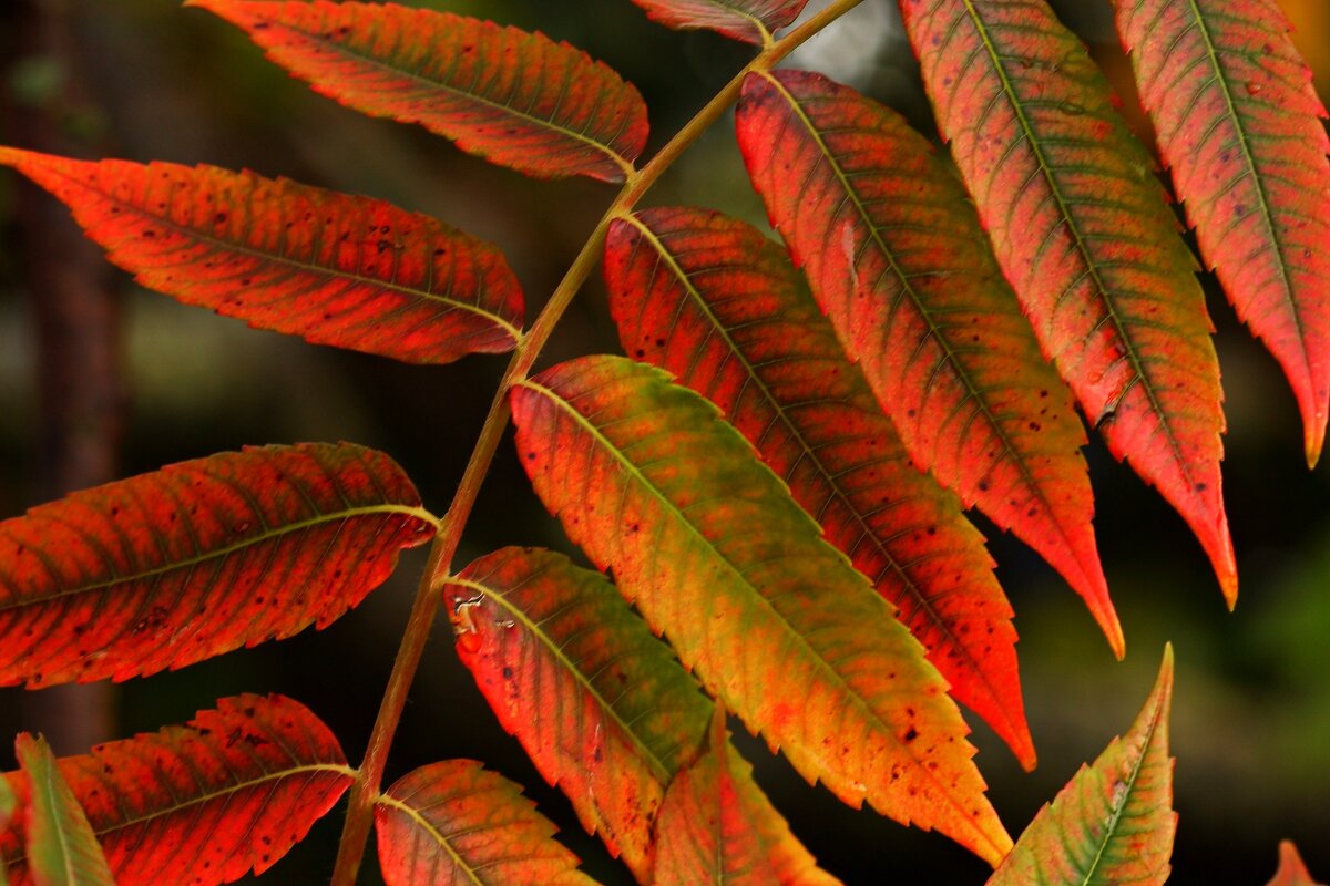 Осенний узор - Юрий. Шмаков Осенний узор - Юрий. Шмаков