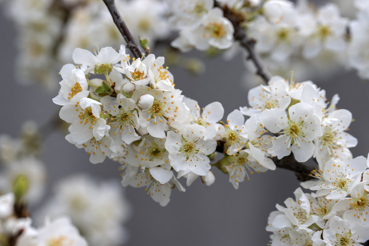 Весна на Виноградной... - Валерий Басыров