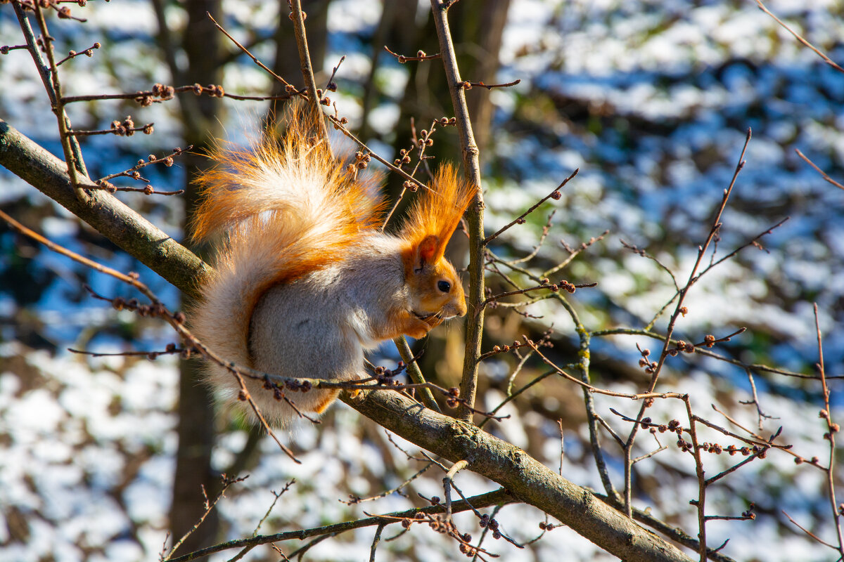 Белка на ветке - Андрей Сосновский Белка на ветке - Андрей Сосновский