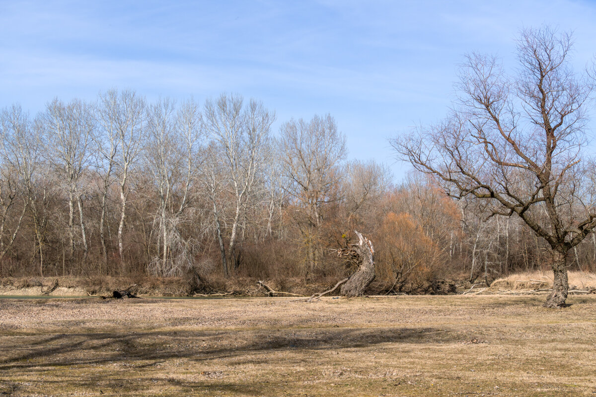 Весенние прогулки - Игорь Сикорский