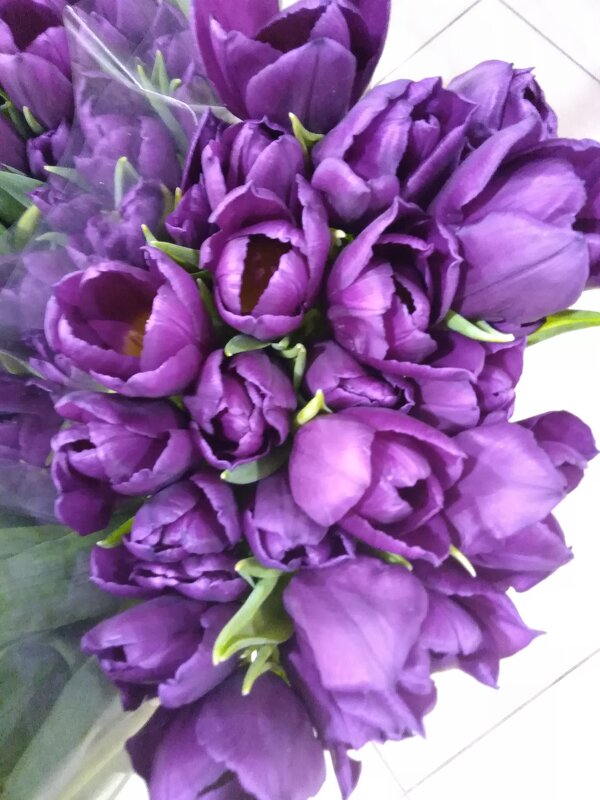 Весны цветенье. - Венера Чуйкова Весны цветенье. - Венера Чуйкова