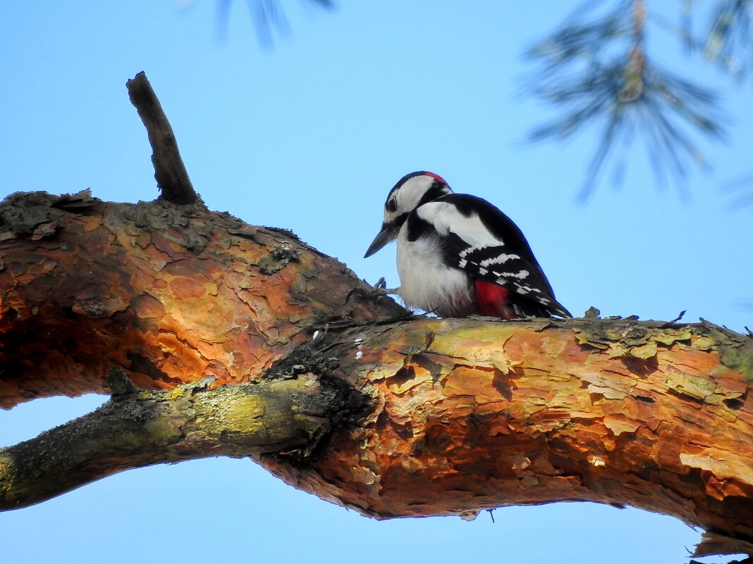 ****** - ИННА ПОРОХОВА