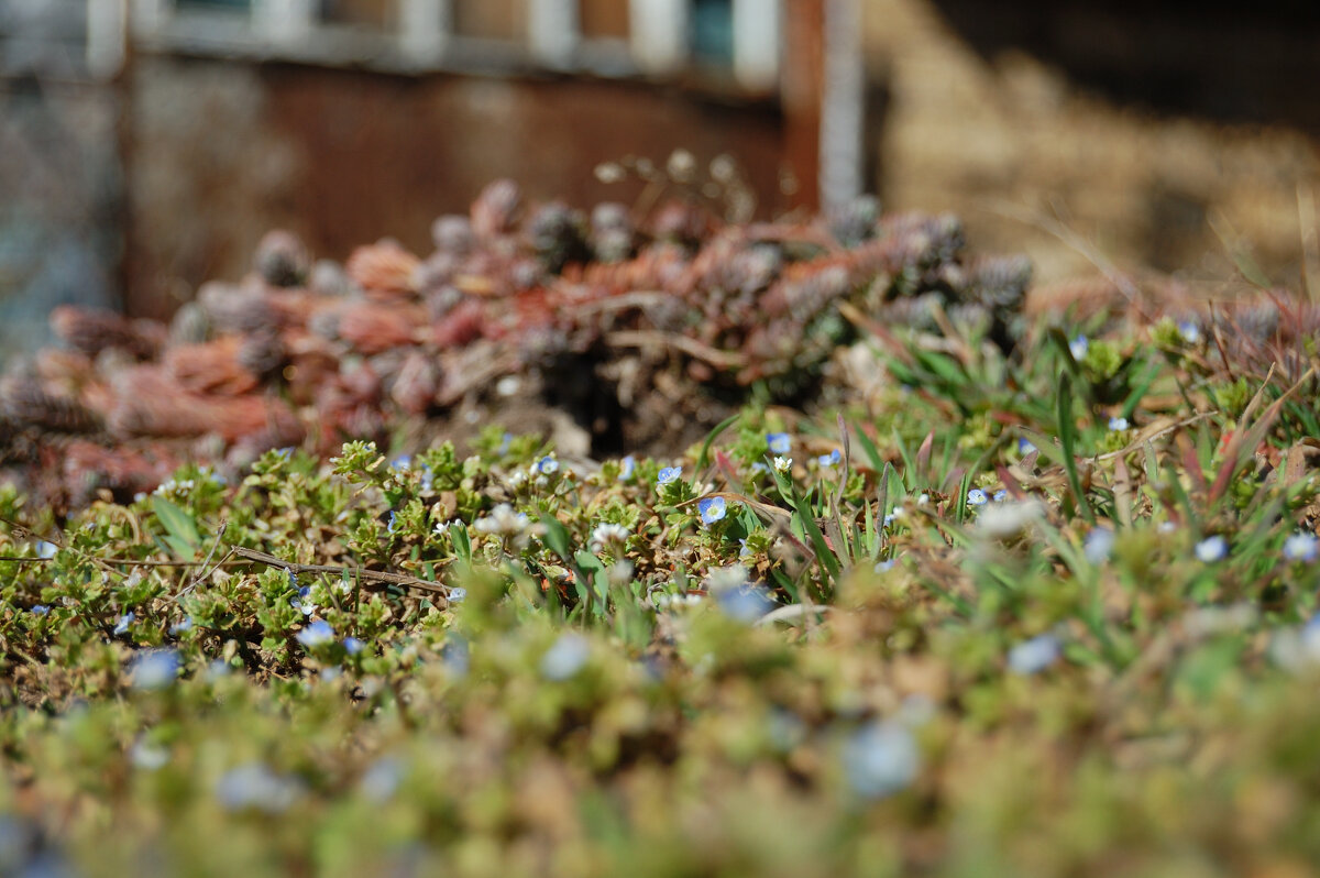 Весна - Insanus Jackal