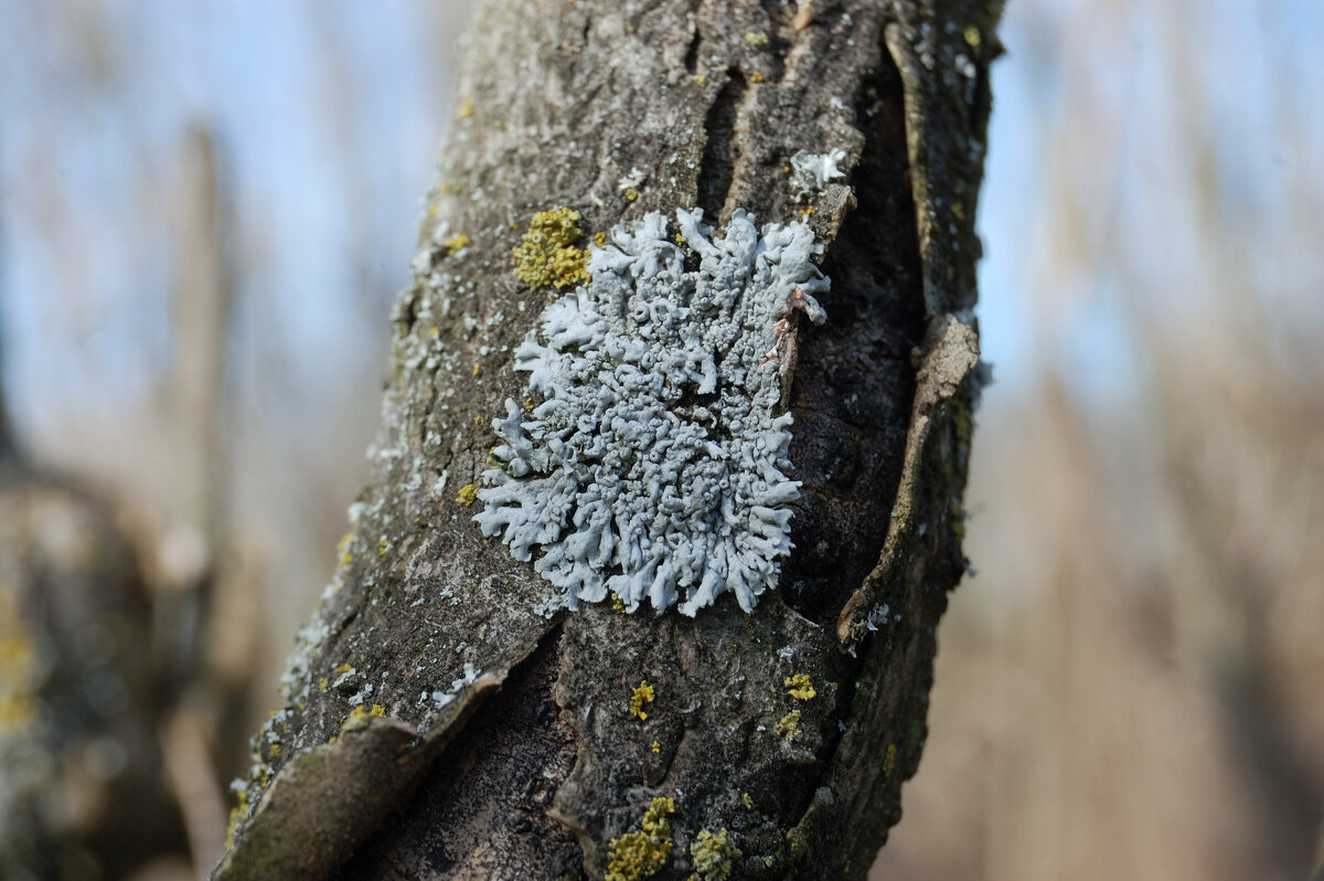 Лишайник - Insanus Jackal