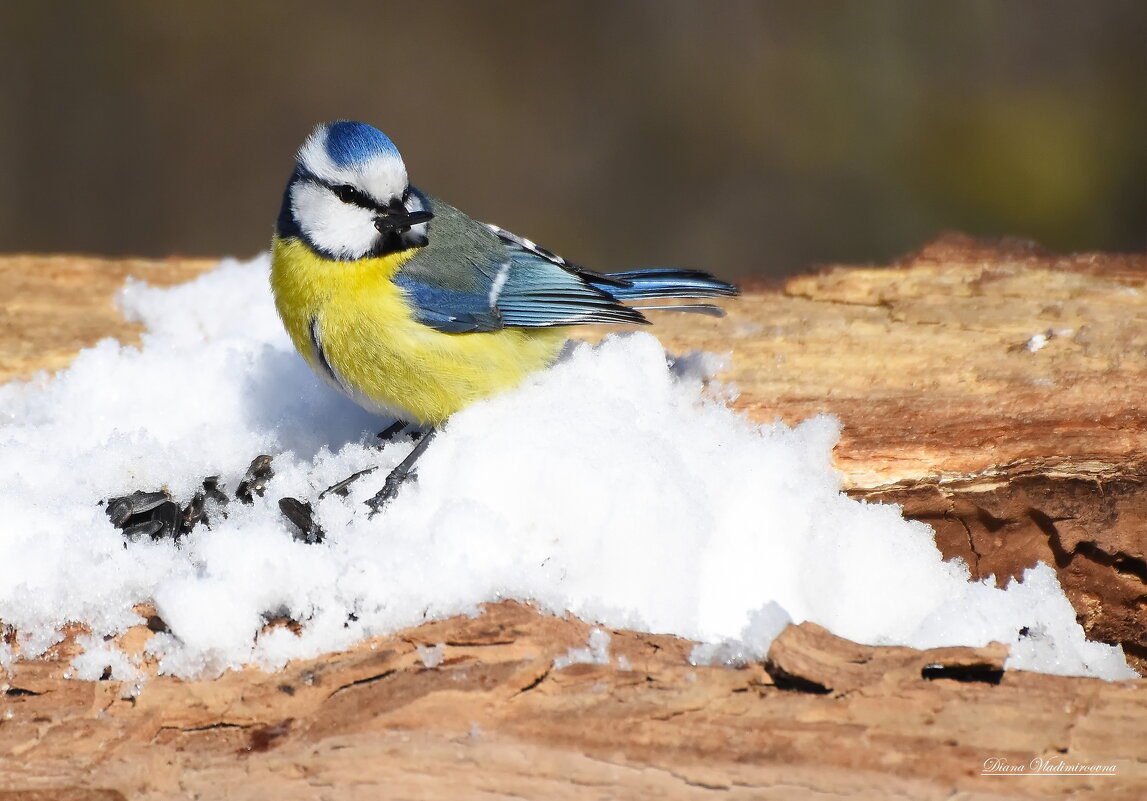 ЛАЗОРЕВКА. - DianaVladimirovna 