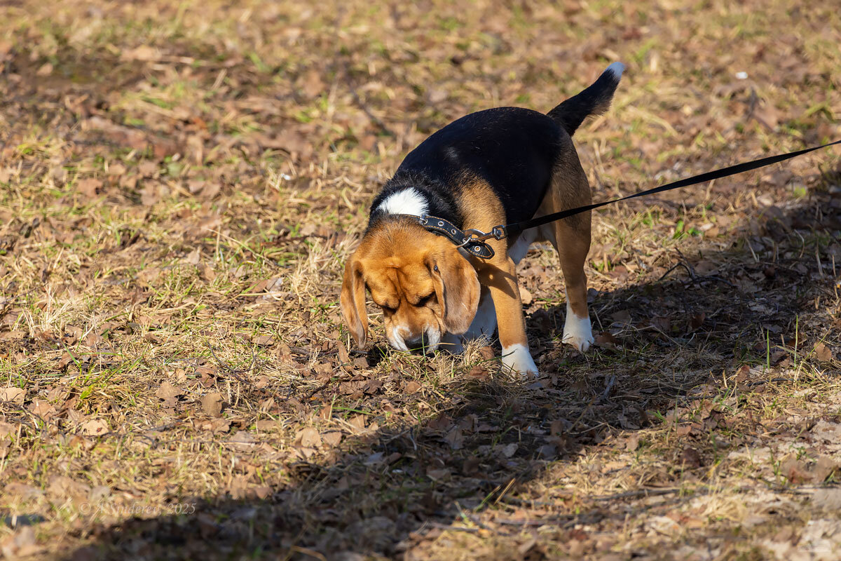 Бигль - Александр Синдерёв