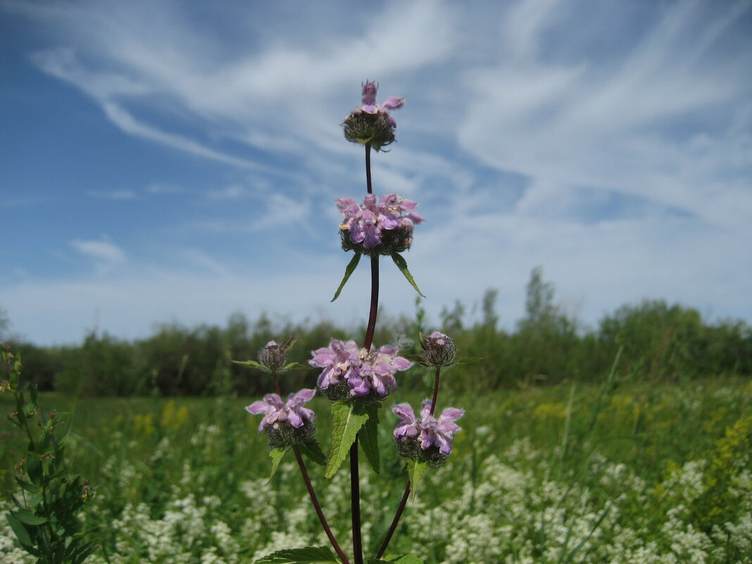 Зопник клубненосный - Anna Ivanova