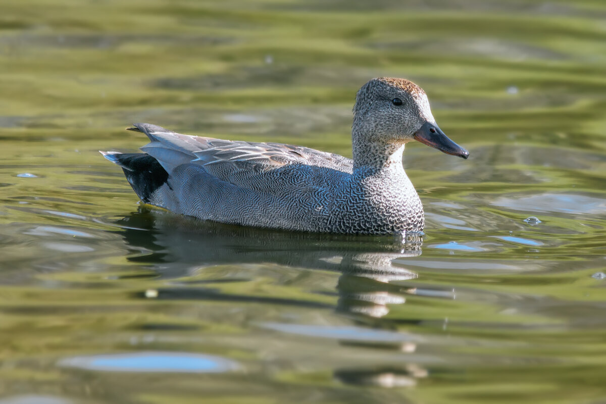 Про уток - Владимир Колесников Про уток - Владимир Колесников