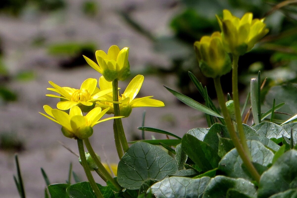 Люблю первоцветы за встречу с весной - Татьяна Смоляниченко Люблю первоцветы за встречу с весной - Татьяна Смоляниченко