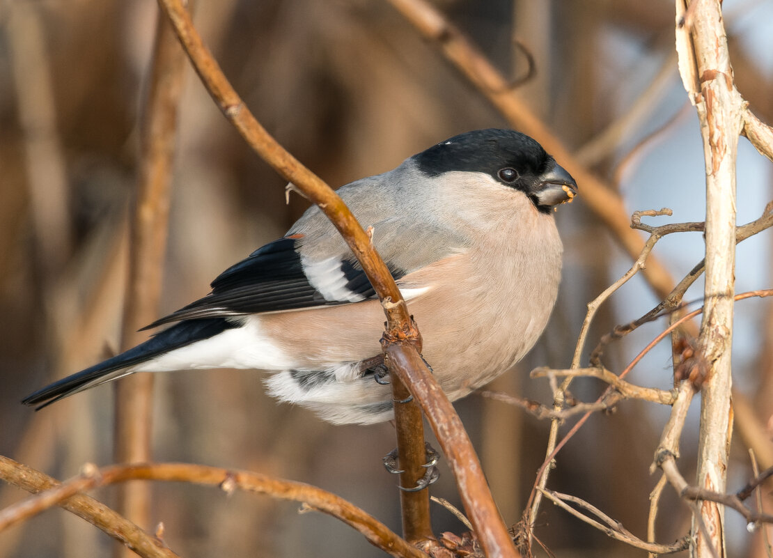 Самка обыкновенного снегиря с семенами пузыреплодника на клюве - Дарья Меркулова Самка обыкновенного снегиря с семенами пузыреплодника на клюве - Дарья Меркулова