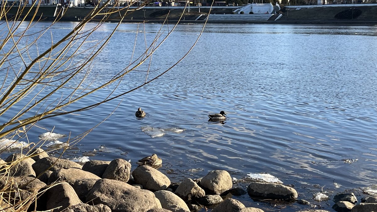 Любят Волгу не только люди... - Olga Oskolkova Любят Волгу не только люди... - Olga Oskolkova