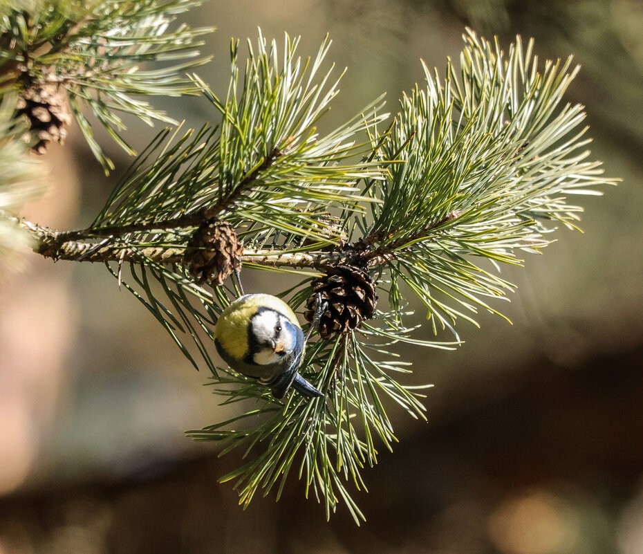 лазоревка - Александр Есликов
