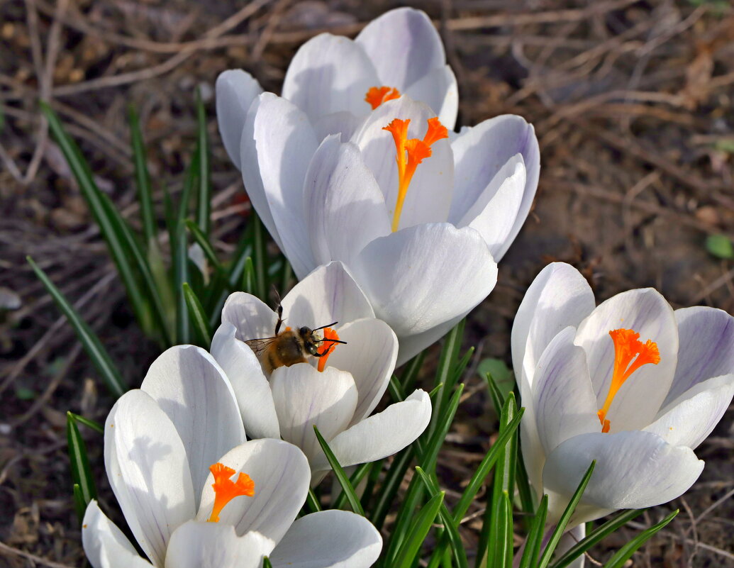 весна - Игорь Kуленко