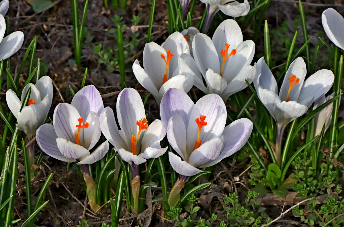 красотки - Игорь Kуленко красотки - Игорь Kуленко