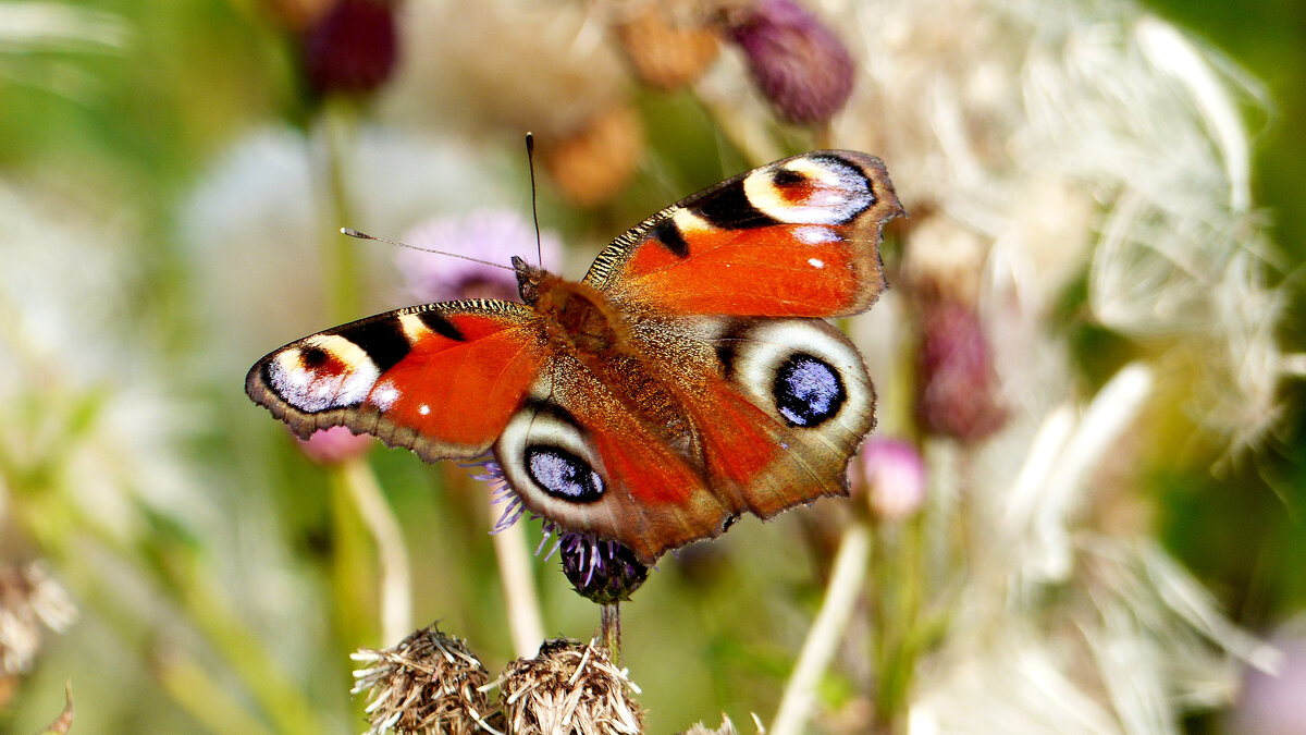 опять про бабочек 467 - Александр Прокудин опять про бабочек 467 - Александр Прокудин