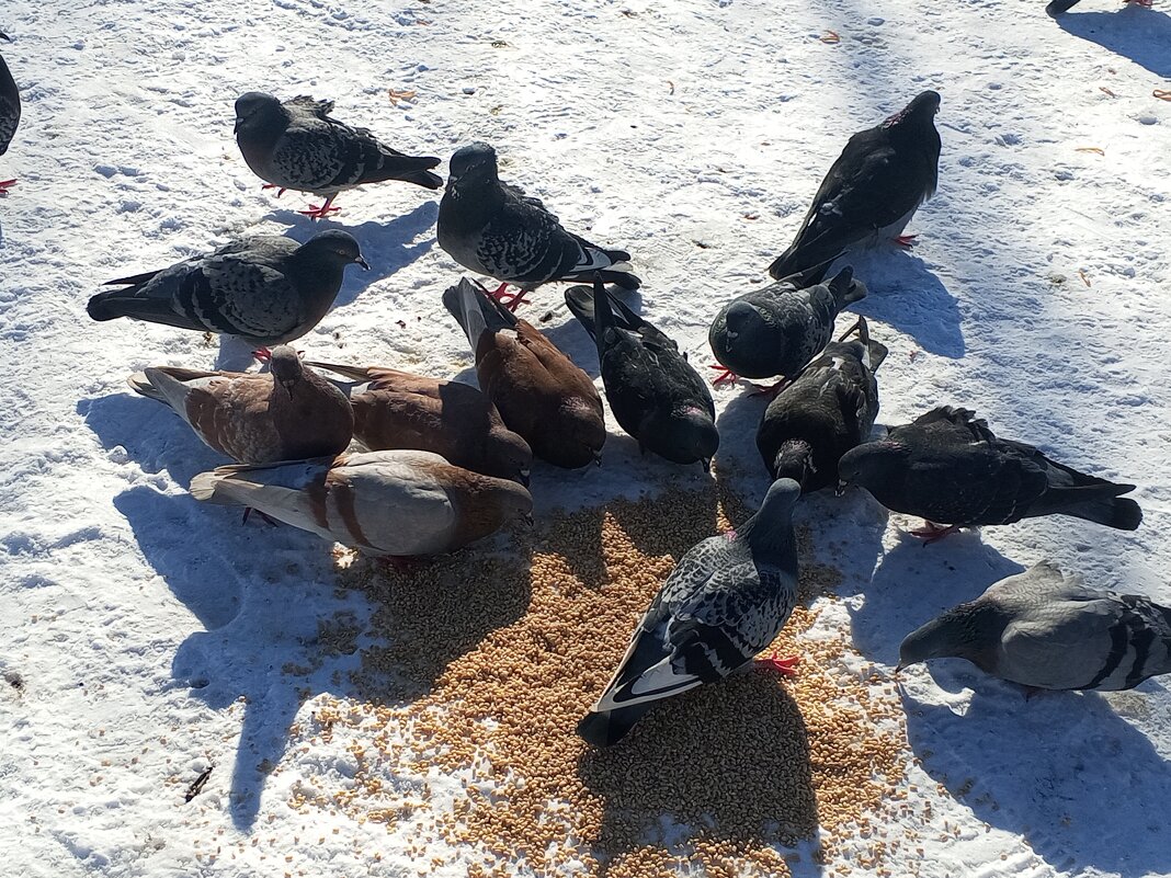 Голуби - Сапсан 