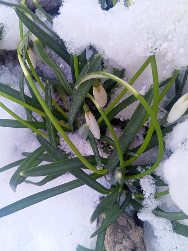 Подснежник - Сапсан 