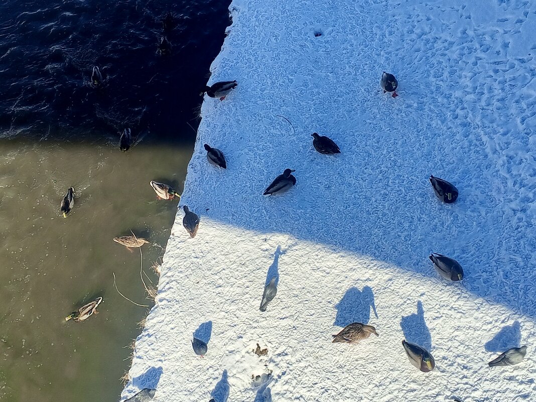 Утки - Сапсан Утки - Сапсан