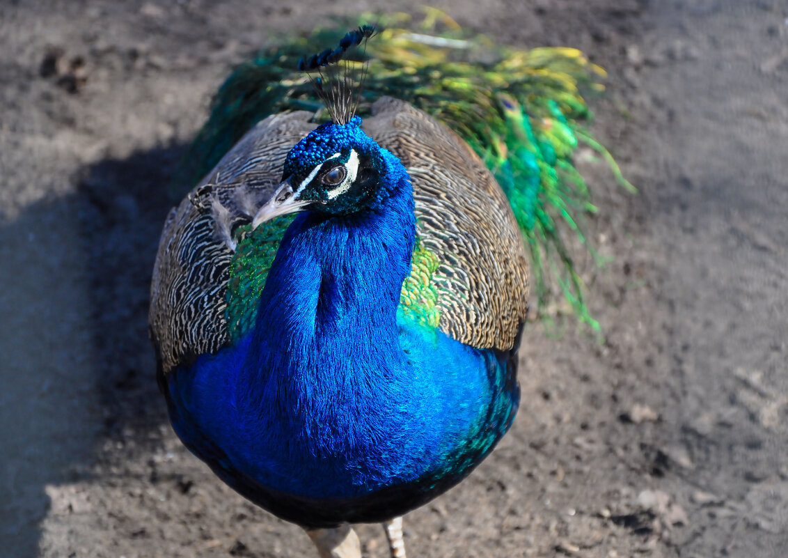 Птица с короной на голове - Татьяна Машошина Птица с короной на голове - Татьяна Машошина