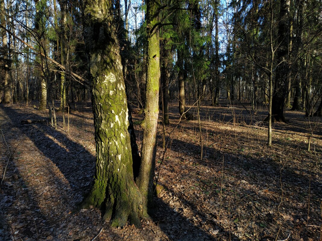 Март-2025 в Лосином острове - Андрей Лукьянов Март-2025 в Лосином острове - Андрей Лукьянов