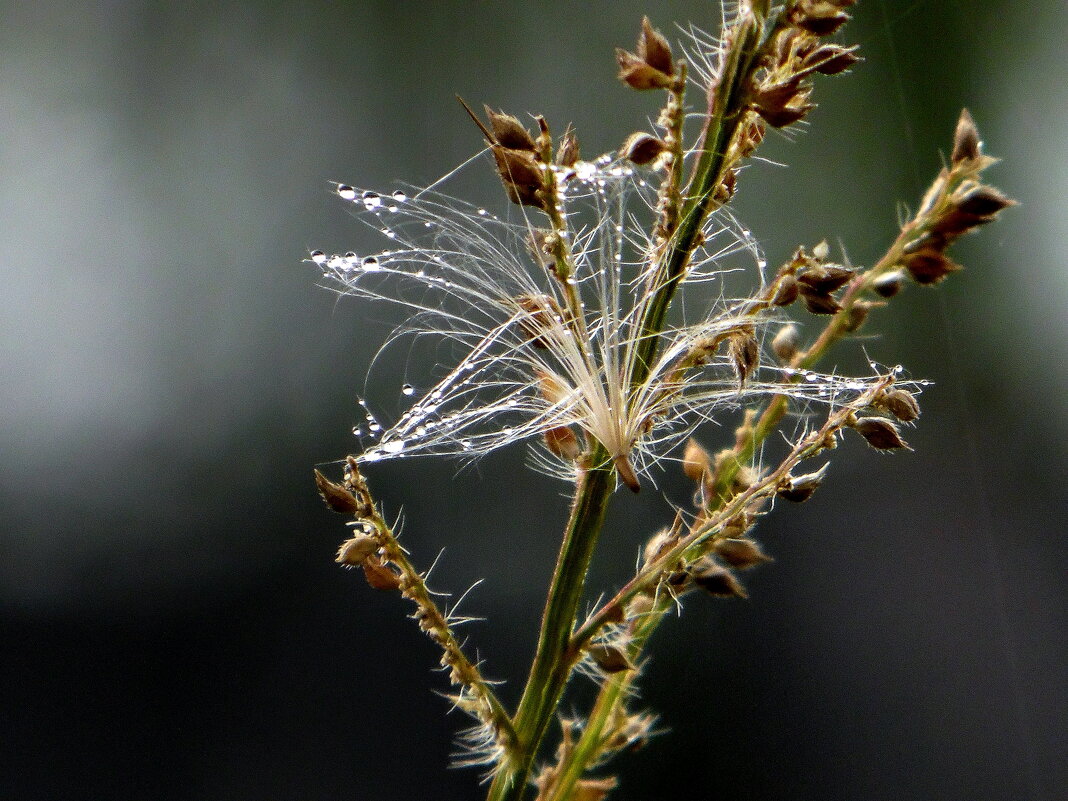 Пушинка. - nadyasilyuk Вознюк