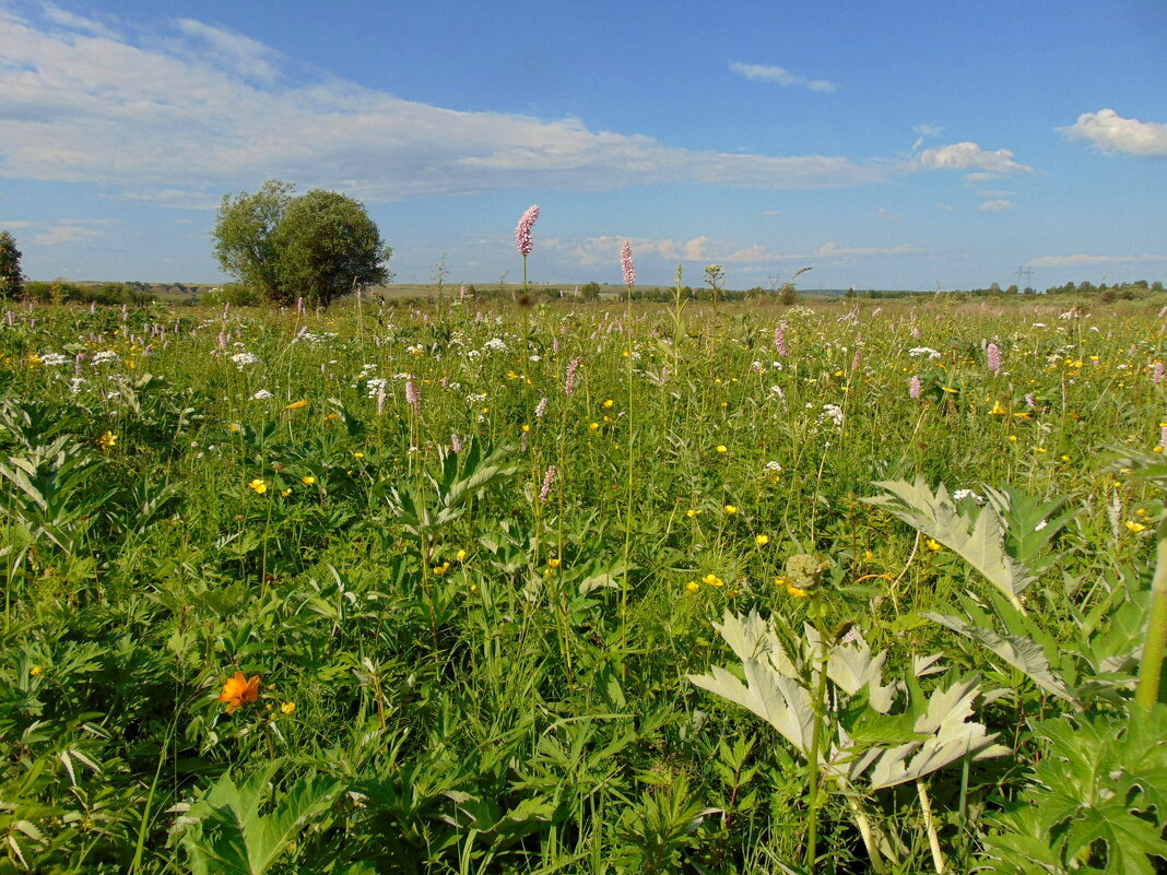 Разнотравье. - nadyasilyuk Вознюк Разнотравье. - nadyasilyuk Вознюк