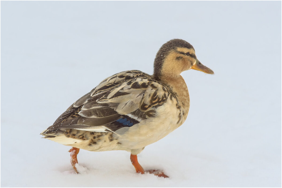 Кряква - блондинка - Валентин Котляров Кряква - блондинка - Валентин Котляров