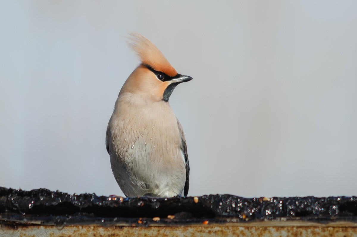 Свиристель. - Виктор Иванович Чернюк