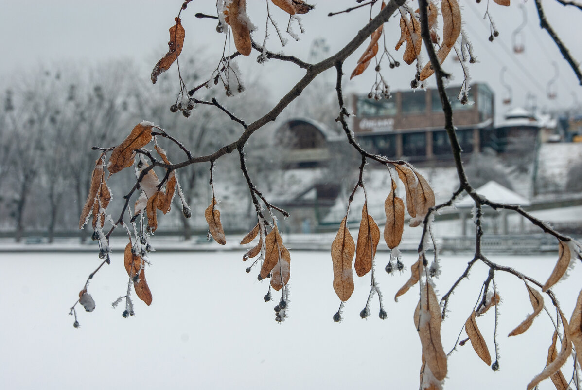 Последние дни зимы - Referee (Дмитрий) Последние дни зимы - Referee (Дмитрий)